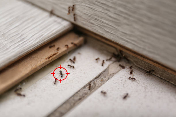 Best Commercial Pest Control Services  in South Wilton, CT