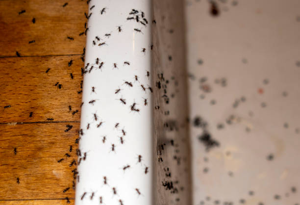 Best Ant Control Services  in South Wilton, CT